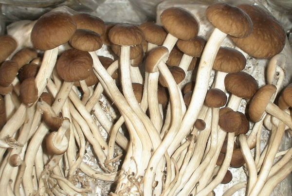 茶樹(shù)菇烘干工藝